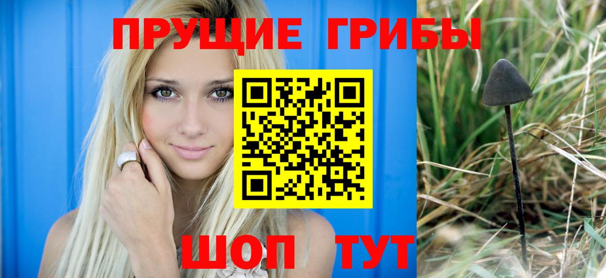 Псилоцибиновые грибы Psilocybe Братск