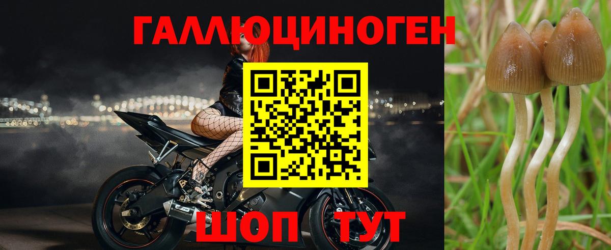 Братск  Псилоцибиновые грибы прущие грибы  Вход с VPN  Псилоцибиновые грибы прущие грибы 
